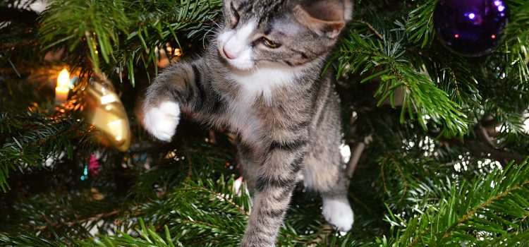 keeping cats out of christmas trees