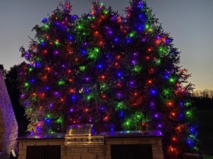 Backyard trees with Christmas lights